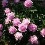 Peonies in bloom Peonies in full bloom