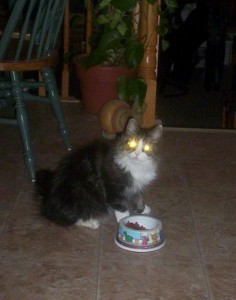 Biscuit My cat with his unique personality