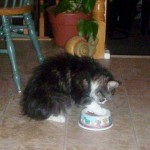 Biscuit Biscuit working his food dish