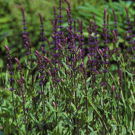 10-perennial-sage