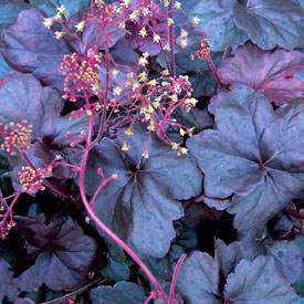 5-fancy-leaf-corral-bell
