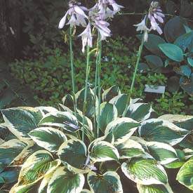 6-hosta