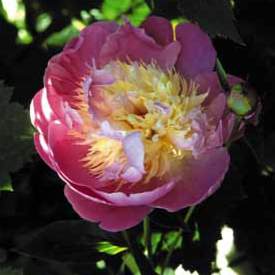 8-peony