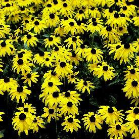 9-cornflower