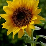 a_sunflower