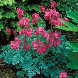 bleeding-heart
