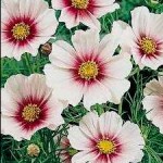 cosmos