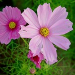 cosmos_bipinnatus_flowers