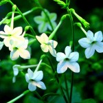 floweringtobacco