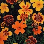 fmarigold1
