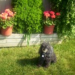Mickey checking out front flowerbed Mickey guarding front flowerbed