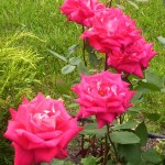 My roses My roses