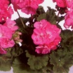 geranium