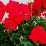 geranium-rouge