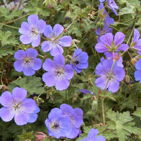 geranium-rozanne