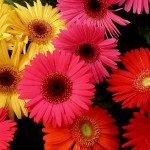gerbera