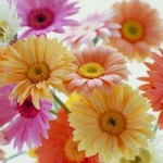 gerbera_bunch