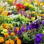 help-with-gardening help-with-gardening