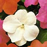 impatiens