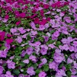 impatients-violet-and-blue-pearl-2