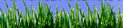 lawn