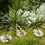 Yucca plants and stepping stones Homemade Stepping stones