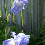 Blue irises Blue irises