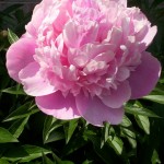 Beautiful peony close up Beautiful peony