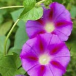 morning-glory-5