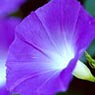 morning-glory