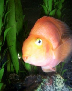 Moe He may be just a fish - but what a fish he is!