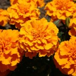 orange-marigolds