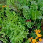 organic-garden