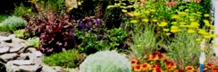 perennial2