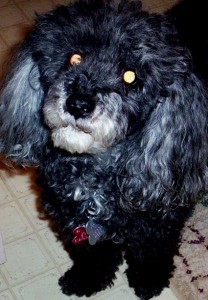 Mickey My baby