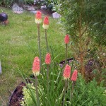 Red Hot Firepokers Red hot firepokers