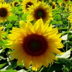 sun-flower_3314