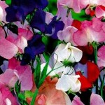 sweetpeas2