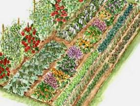 vegetable_garden2