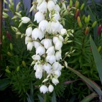 Yucca in bloom Yucca in bloom