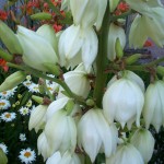 Yucca beauty Yucca beauty