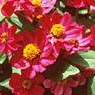 zinnia
