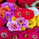 zinnias