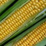 corn1 corn1