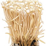02_enoki_mushroom 02_enoki_mushroom