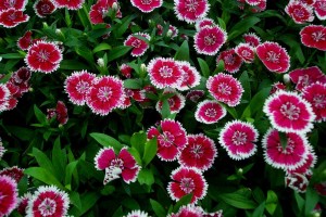 606-20_dianthus_tlstr_bi-color