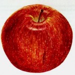 apple