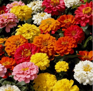 f_zinnia_distancemix