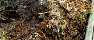 large_compost