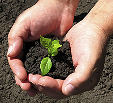 organic-gardening-hands